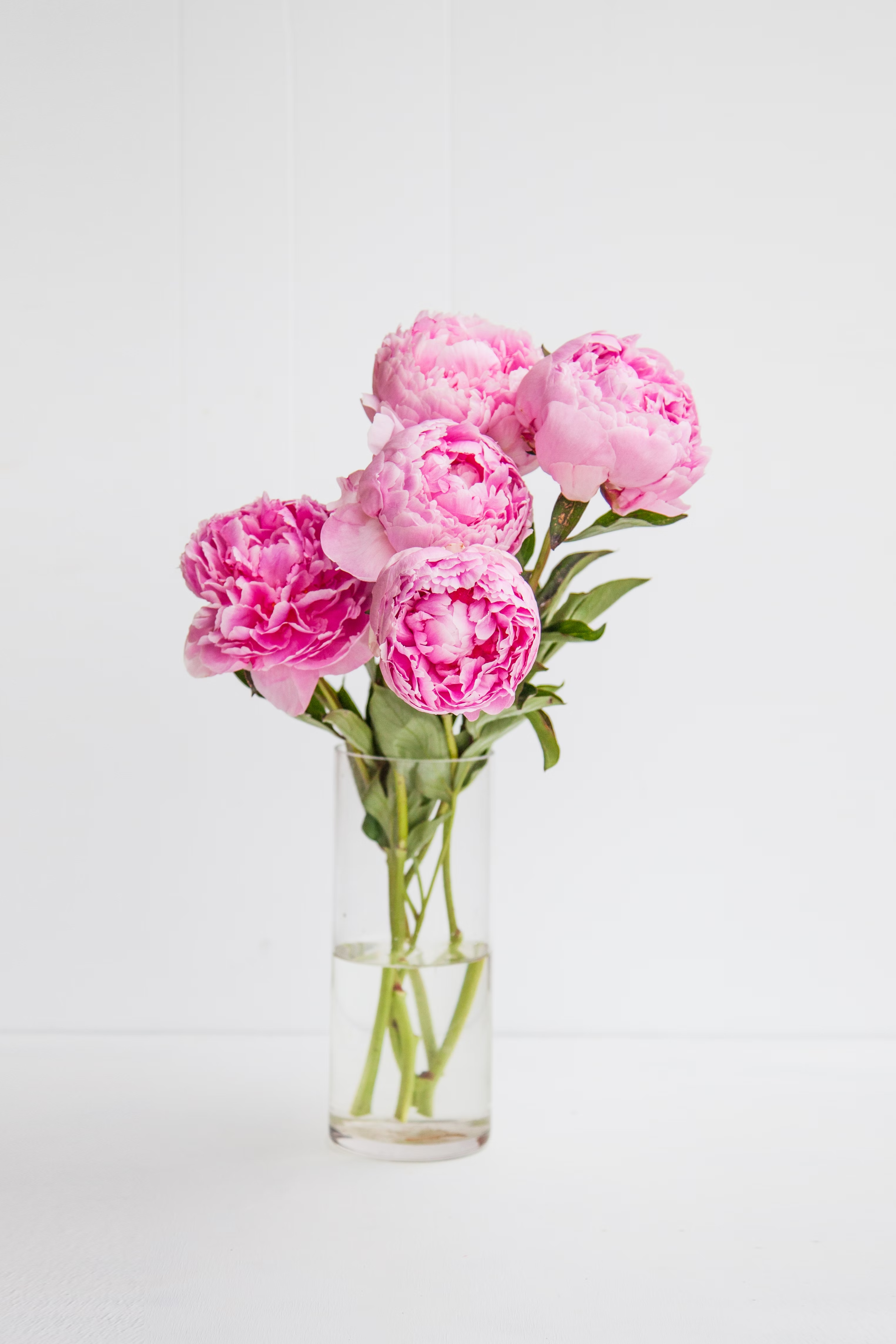 Pink roses - image 1 out of 5
